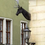 Hirschkopf am <a href="https://www.meissner-altstadt.de/architektur/markta/markta2/markta2.html"target="_blank" rel="noopener">Markt 2</a>