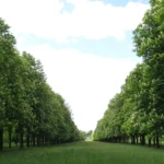 Wohl niemals zuvor sah ich eine so prächtige Allee mit Kastanienbäumen in voller Blüte!