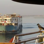 Interessiert betrachtet eine Nebelkrähe …,