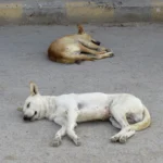 Obdachlos ...
